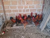 Chickens — Foto 3
