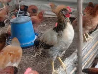 Chickens — الصورة 1