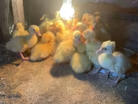 Ducks — Foto 3