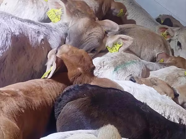 Bovinos (lote, sexo não especificado), Bovinos