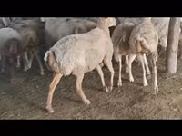 Sheep, Sheep — photo 6