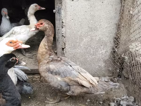 Ducks — 阿塞拜疆