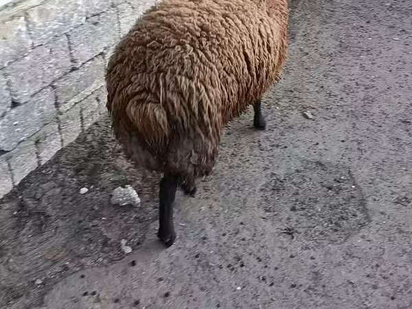 Ram, Sheep — Azerbaijan