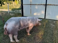 Knur, Świnie — zdjęcie 4