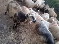 Sheep, Sheep — photo 1