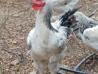 Chickens — फ़ोटो 1