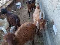母山羊, Goats — 照片 4