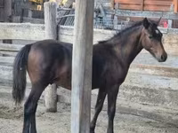 حصان, Welsh Cob — الصورة 7