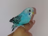 Məhsul: Dalmatin naxışlı mavi-bulat rəngli dalğa papuqayı (budgerigar) — Foto 2