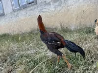 Chickens — 照片 1