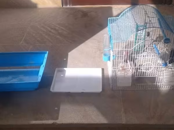 Kiçik quş qəfəsi, mavi rəngli, içərisində yem qabı var. Qəfəslə