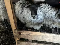 Owca, Romanov sheep — zdjęcie 3