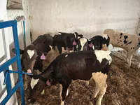 Buğa, Holştin irqi — foto 3