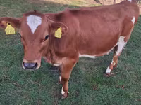 Cow, Holstein breed — photo 1
