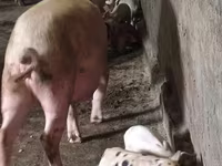Säue, Schweine — Foto 3