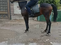 Koń, Thoroughbred horse — zdjęcie 3