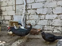 Ev Muskovisi — foto 5