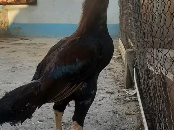 Chickens — Azərbaycan
