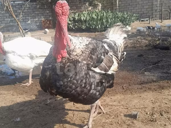Broad Breasted White