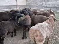 Beran, Hissar sheep — foto 3