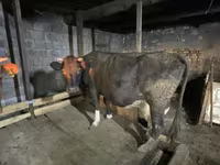 Vaca, Raça Holstein — foto 2