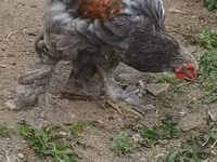 Brahma — Foto 2