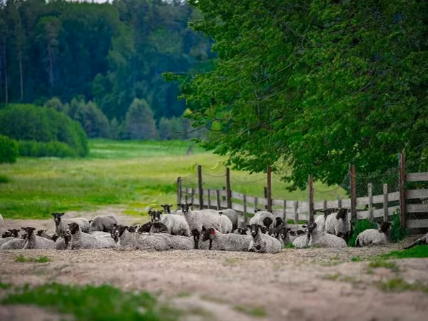 Qoç, Romanov sheep