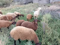 Qoyun, Qoyunlar — foto 2