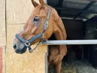 Yegua, Polish pony — foto 3