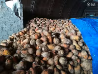Անասնակեր բազուկ, ճակնդեղ — foto 2