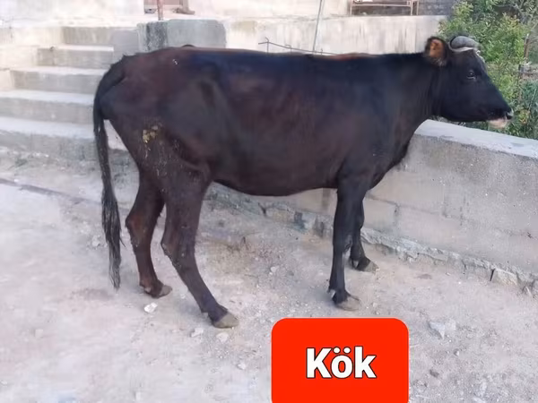 Dişi dəvə, Dəvələr — Azərbaycan