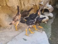 Chickens — الصورة 1
