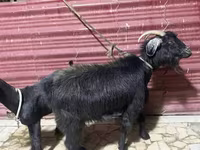 母山羊, Goats — 照片 3