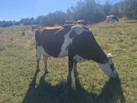 Cow, Simmental cattle — photo 3