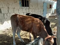 Qoyun, Qoyunlar — foto 5