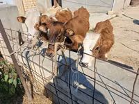 母牛, Red-spotted breed — 照片 1