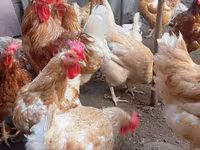 Chickens — 照片 3