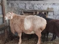 Ram, Arashan sheep — photo 1