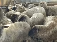 Carnero, White Suffolk sheep — foto 2