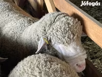 Beran, Ile-de-France sheep — foto 3