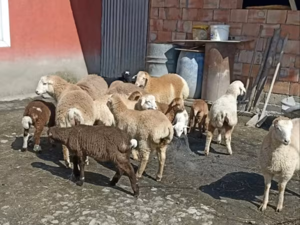 Sheep (batch, sex not specified), Sheep — Azerbaijan