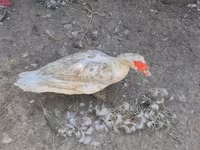Ducks — photo 1
