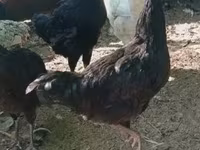 Kosovo uzunbanqıltanı — foto 2