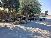Sheep, Sheep — photo 1
