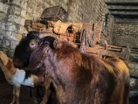 Keçi, Kamori goats — foto 1