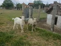 كبش, Merino sheep — الصورة 1