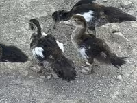 Ducks — photo 8