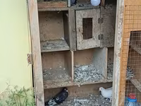 Birde problemi qapısın srublamalisiz Taxta göyərçin yuvası/qəfəs — фото 2