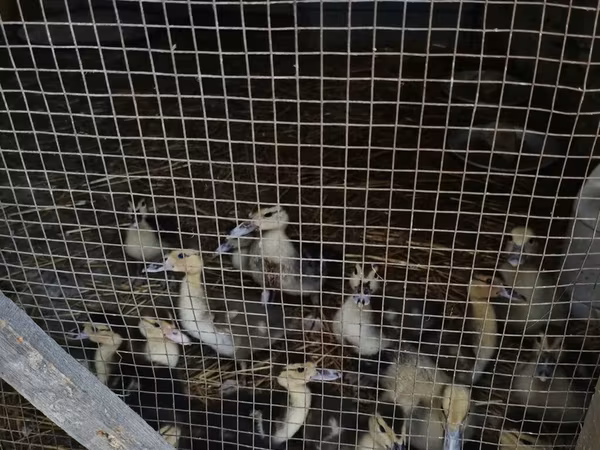 Domestic Muscovy — Azerbaijan