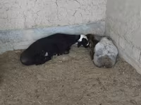 Cabras (lote, sexo no especificado), Cabras — foto 3